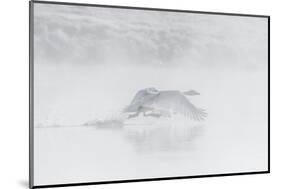 Trumpeter swan taking off, Yellowstone, Wyoming, USA-George Sanker-Mounted Photographic Print