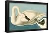 Trumpeter Swan-null-Framed Poster