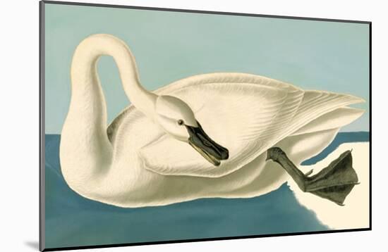 Trumpeter Swan-null-Mounted Poster