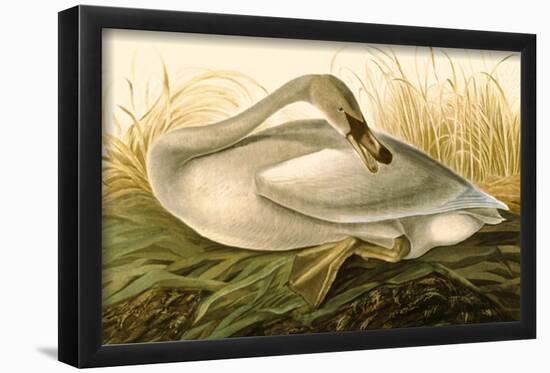 Trumpeter Swan-null-Framed Poster