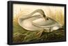 Trumpeter Swan-null-Framed Poster