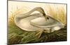 Trumpeter Swan-null-Mounted Poster