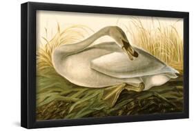 Trumpeter Swan-null-Framed Poster