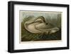 Trumpeter Swan-John James Audubon-Framed Art Print