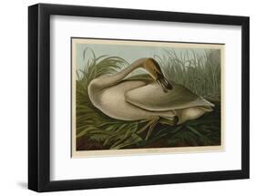 Trumpeter Swan-John James Audubon-Framed Art Print