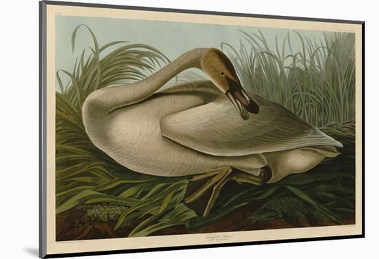 Trumpeter Swan-John James Audubon-Mounted Art Print