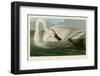 Trumpeter Swan-John James Audubon-Framed Art Print