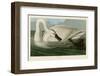 Trumpeter Swan-John James Audubon-Framed Art Print