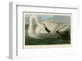 Trumpeter Swan-John James Audubon-Framed Art Print