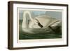 Trumpeter Swan-John James Audubon-Framed Art Print