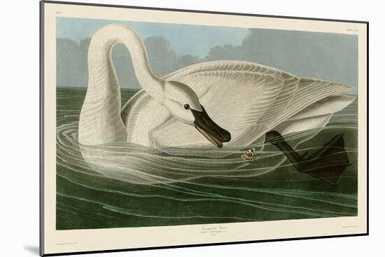 Trumpeter Swan-John James Audubon-Mounted Art Print