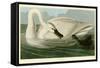 Trumpeter Swan-John James Audubon-Framed Stretched Canvas
