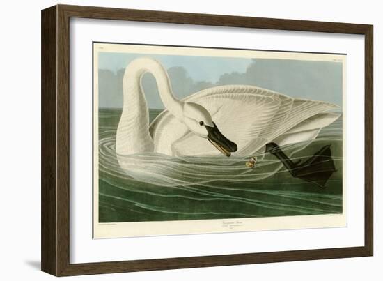 Trumpeter Swan-John James Audubon-Framed Giclee Print