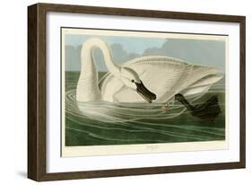 Trumpeter Swan-John James Audubon-Framed Giclee Print