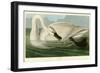 Trumpeter Swan-John James Audubon-Framed Giclee Print