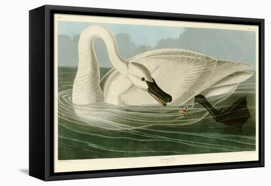 Trumpeter Swan-John James Audubon-Framed Stretched Canvas