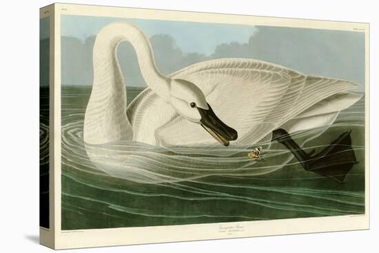 Trumpeter Swan-John James Audubon-Stretched Canvas