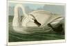 Trumpeter Swan-John James Audubon-Mounted Giclee Print