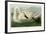 Trumpeter Swan-John James Audubon-Framed Giclee Print