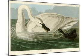 Trumpeter Swan-John James Audubon-Mounted Giclee Print