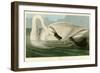 Trumpeter Swan-John James Audubon-Framed Premium Giclee Print