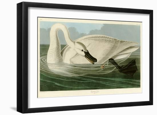 Trumpeter Swan-John James Audubon-Framed Premium Giclee Print