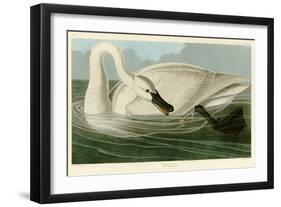 Trumpeter Swan-John James Audubon-Framed Premium Giclee Print