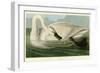 Trumpeter Swan-John James Audubon-Framed Premium Giclee Print