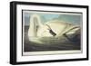 Trumpeter Swan-John James Audubon-Framed Giclee Print