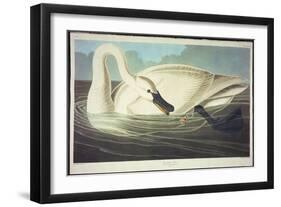 Trumpeter Swan-John James Audubon-Framed Giclee Print