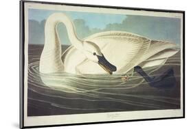 Trumpeter Swan-John James Audubon-Mounted Giclee Print