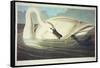 Trumpeter Swan-John James Audubon-Framed Stretched Canvas