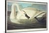 Trumpeter Swan-John James Audubon-Stretched Canvas