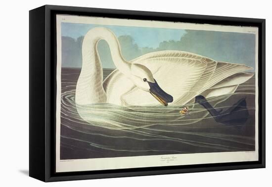 Trumpeter Swan-John James Audubon-Framed Stretched Canvas