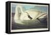 Trumpeter Swan-John James Audubon-Framed Stretched Canvas