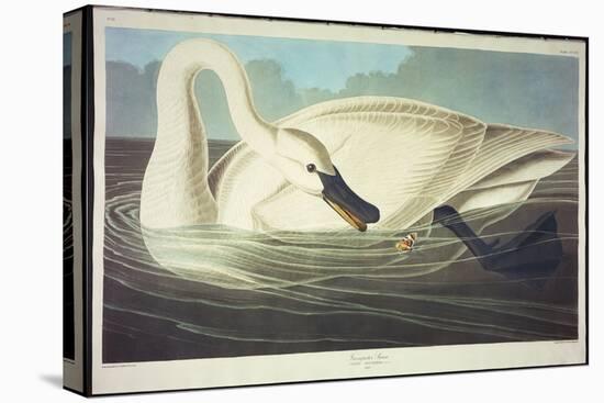 Trumpeter Swan-John James Audubon-Stretched Canvas