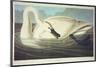 Trumpeter Swan-John James Audubon-Mounted Premium Giclee Print