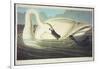 Trumpeter Swan-John James Audubon-Framed Giclee Print