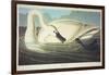 Trumpeter Swan-John James Audubon-Framed Giclee Print