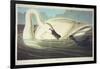 Trumpeter Swan-John James Audubon-Framed Giclee Print