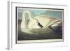 Trumpeter Swan-John James Audubon-Framed Giclee Print