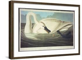 Trumpeter Swan-John James Audubon-Framed Giclee Print