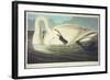 Trumpeter Swan-John James Audubon-Framed Giclee Print