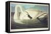 Trumpeter Swan-John James Audubon-Framed Stretched Canvas