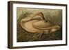 Trumpeter Swan-John James Audubon-Framed Art Print