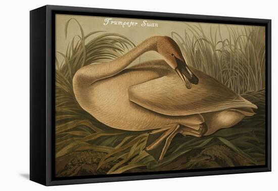 Trumpeter Swan-John James Audubon-Framed Stretched Canvas