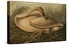 Trumpeter Swan-John James Audubon-Stretched Canvas