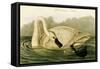 Trumpeter Swan-John James Audubon-Framed Stretched Canvas