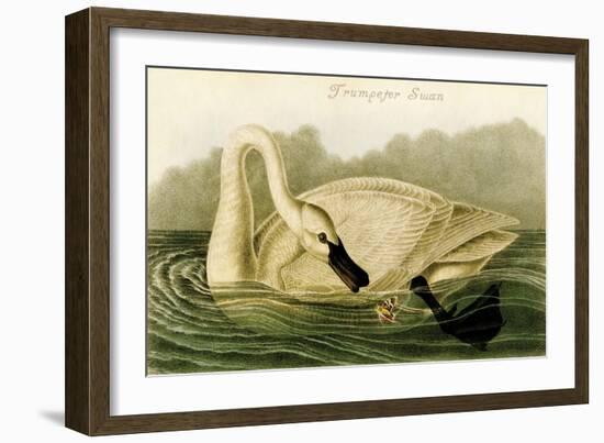 Trumpeter Swan-John James Audubon-Framed Art Print