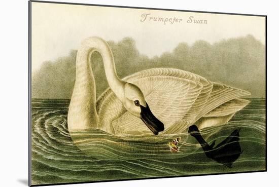 Trumpeter Swan-John James Audubon-Mounted Art Print